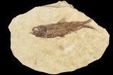 Fossil Fish (Knightia) With Floating Frame Case #181665-1